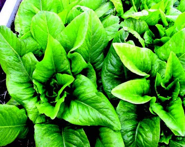 Amish Deer Tongue Lettuce Seeds